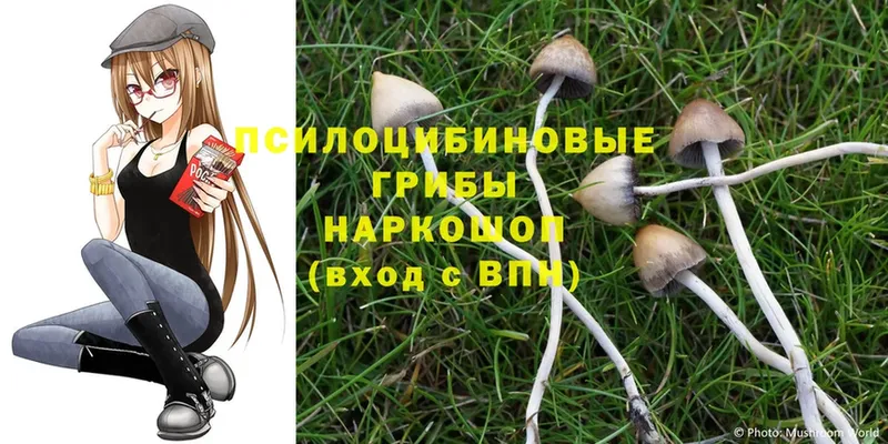 купить закладку  даркнет клад  Галлюциногенные грибы Psilocybine cubensis  Кирс 